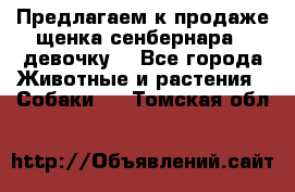 Предлагаем к продаже щенка сенбернара - девочку. - Все города Животные и растения » Собаки   . Томская обл.